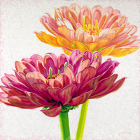 ORIGINAL: Oil<br>"Sunlight by Krystii Melaine, 30" x 30"